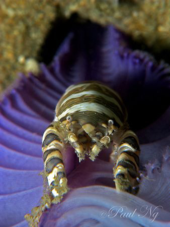 I'm coming out!!!! 
Taken In Perhentian Island Malaysia ... by Paul Ng 