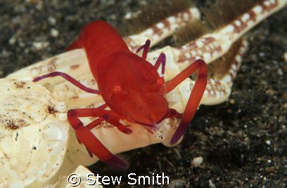 i guess it was dinnertime. emperor shrimp on dead crab. l... by Stew Smith 
