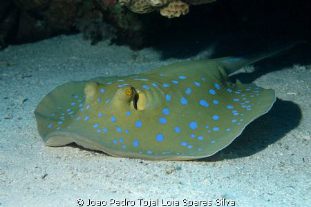 Bluespotted stingray (Taeniura lymma) shot using Canon EO... by Joao Pedro Tojal Loia Soares Silva 