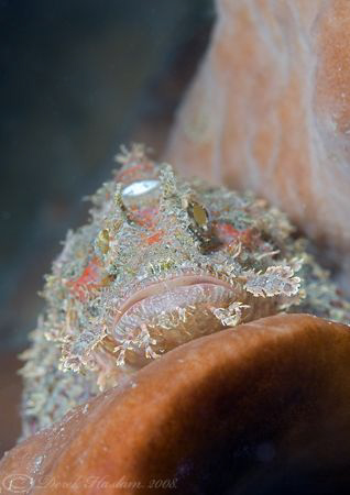 Scorpion fish on sponge. Lembeh straits. D200, 60mm. by Derek Haslam 