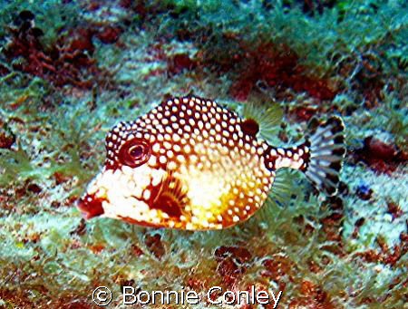 Trunkfish are one of my favorites!  I saw this little cut... by Bonnie Conley 