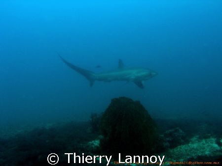 Thresher shark....a bit far, but they are really shy....i... by Thierry Lannoy 