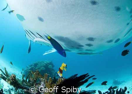 Retro Rex getting a little closer to the mantas than he b... by Geoff Spiby 
