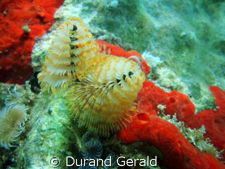 "christmas tree"(spirobranchus giganteus) under caraibe's... by Durand Gerald 