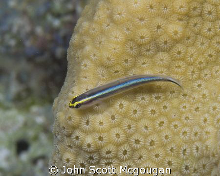 Sharknose Goby inbetween flits on a coral head. by John Scott Mcgougan 