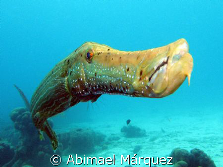 Trumpetfish, Something Special, Bonaire by Abimael Márquez 