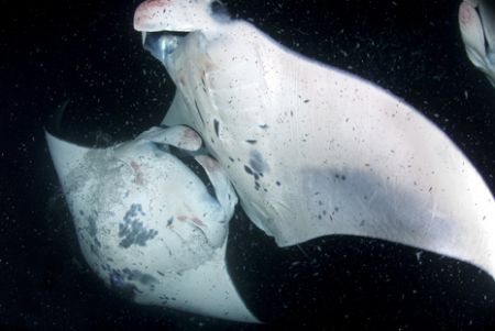 Mantas colliding while feeding in Kona by Andy Lerner 
