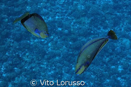 Fish by Vito Lorusso 