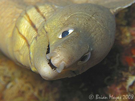 Portrait of a goofy Grey Moray (Gymnothorax nubilus). <><... by Brian Mayes 