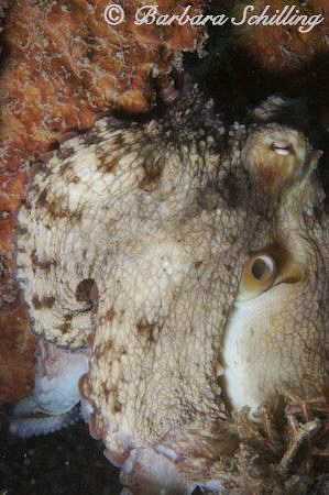 Octopus trying to hide. by Barbara Schilling 