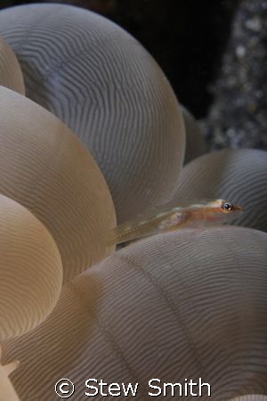 bubble coral goby. 60mm canon, woody diopter, full frame
... by Stew Smith 