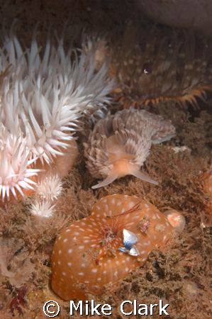 Rampaging grey sea slug by Mike Clark 