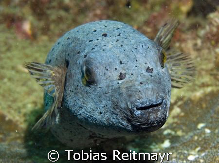 Spot face pufferfish, he was kind of sleeping on the cora... by Tobias Reitmayr 