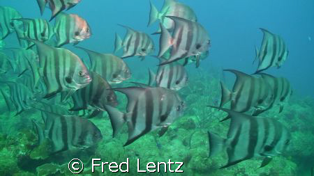 PL"ACE" of Spade's (Spade Fish that is) by Fred Lentz 