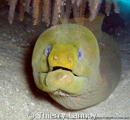 Moray Eel in the sea of Cortez.... by Thierry Lannoy 