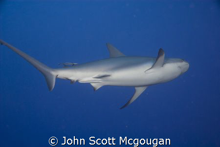 The Caribbean Reef Shark departs, but not for long.  Shyn... by John Scott Mcgougan 