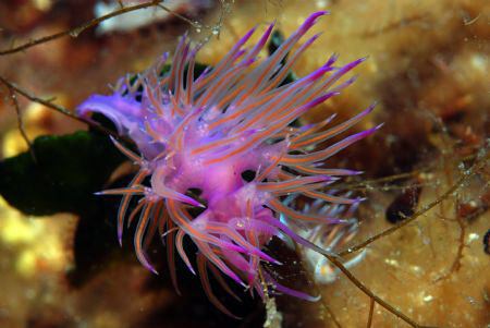 Nikon D80,60mm, Subal Housing.
2 nudis,....... :-) by Andy Kutsch 