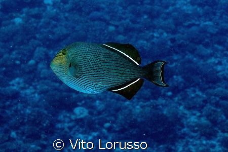 Fish by Vito Lorusso 