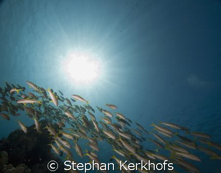 Yellowtail snappers (Ocyurus chrysurus) taken in ras nasr... by Stephan Kerkhofs 