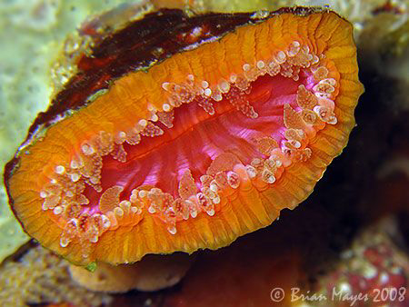 Pucker up for this Solitary Hard Coral (Monomyces rubrum)... by Brian Mayes 