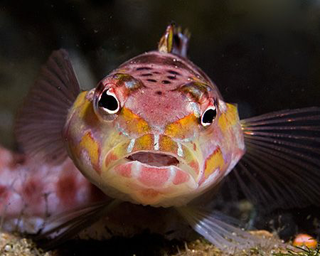 Red-Spotted Sandperch (Parapercis schauinslandi) from Ani... by Jim Chambers 