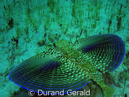 flying gurnard take off! (snorkling shoot) by Durand Gerald 