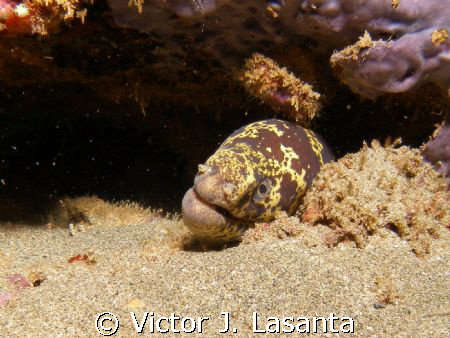  chain moray at crash boat dive site in Aguadilla,Puerto ... by Victor J. Lasanta 