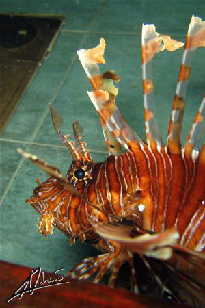 Lionfish in the kitchen! TAke on a newly sunken wreck in ... by Adriano Trapani 