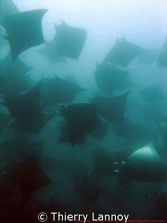 school of mobula rays...cabo pulmo, Baja California
 by Thierry Lannoy 