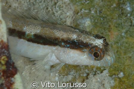 Fishs - Gobius geniporus by Vito Lorusso 