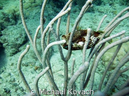 Puffer fish hiding on the inside reef at Lauderdale by th... by Michael Kovach 