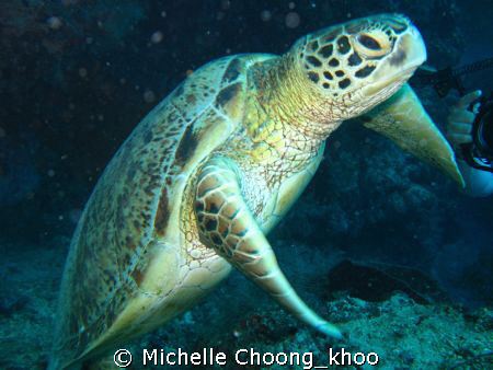 green turtle eager to maintain his space away from divers... by Michelle Choong_khoo 