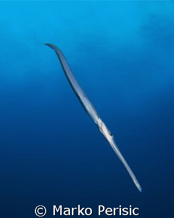 I turn to find a Smooth Cornetfish (fistularia commersoni... by Marko Perisic 