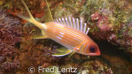 Squirrel Fish out side his hole by Fred Lentz 