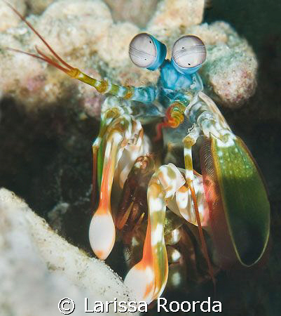 Odontodactylus scyllarus,  PEACOCK MANTIS SHRIMP.  My fir... by Larissa Roorda 