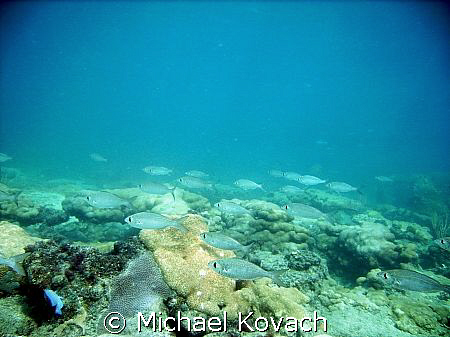 Fish on the inside reef at Lauderdale by the Sea by Michael Kovach 