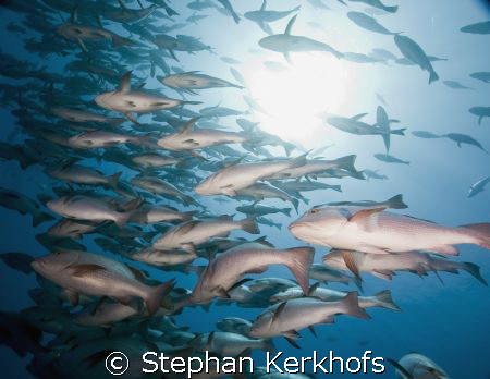 mangrove snappers (lutjanus argentimaculatus)
 taken at ... by Stephan Kerkhofs 