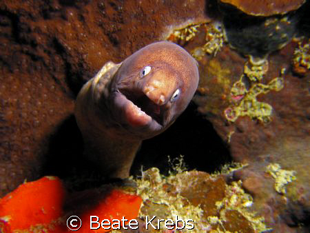 Do any of you happen to have seen my false teeth ?
I can... by Beate Krebs 