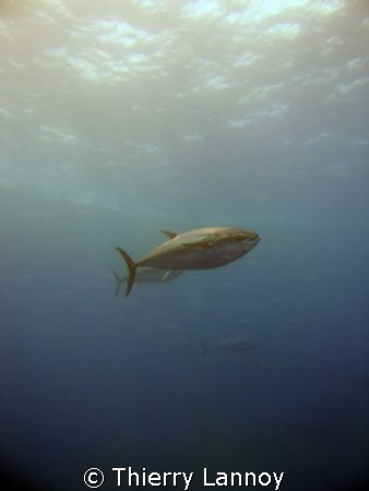 Tunas by Thierry Lannoy 