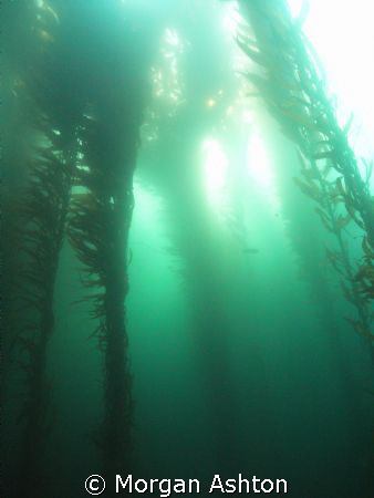 Monterey. Taken with a Sea and Sea DX-1G with wide-angle ... by Morgan Ashton 