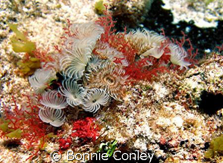 Featherdusters seen at Isla Mujeres April 2006.  Photo ta... by Bonnie Conley 