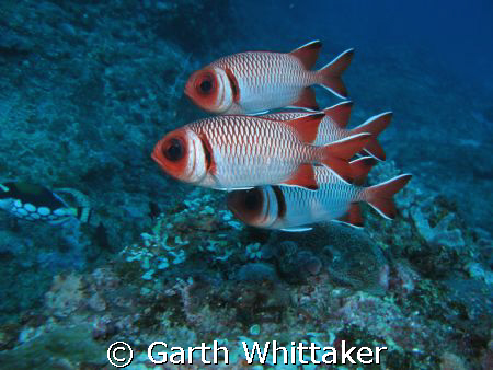 What big eyes you have whats for supper tonight. by Garth Whittaker 