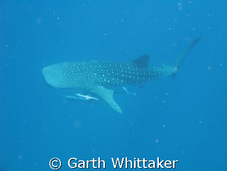 Grace of the sea  by Garth Whittaker 