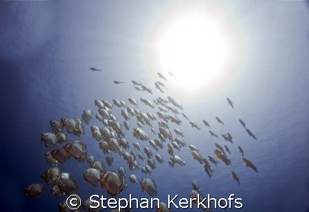 orbicular spadefish (platax orbicularis) at shark & yolan... by Stephan Kerkhofs 