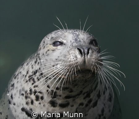This little guy was hanging round all the boats in one of... by Maria Munn 