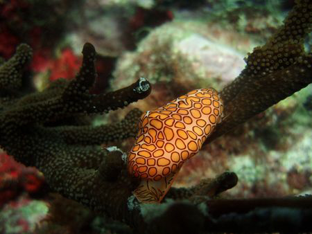 flamingo tongue.(cyphoma gibbosum) by Durand Gerald 