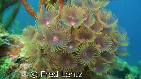 Cluster Duster, I took this photo today while decompressi... by Fred Lentz 