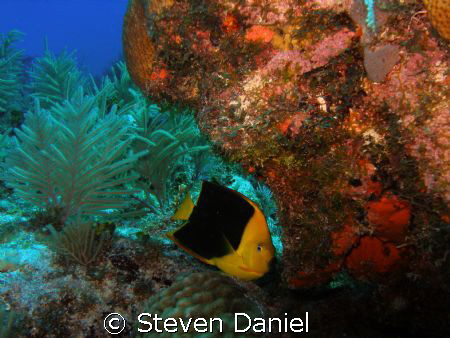 Rock Beauty shot on Wreck of the Benwood in Key Largo Mar... by Steven Daniel 