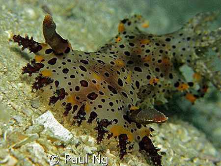Rare Nudi In Perhentian. Taken with Canon G9 with strobe ... by Paul Ng 