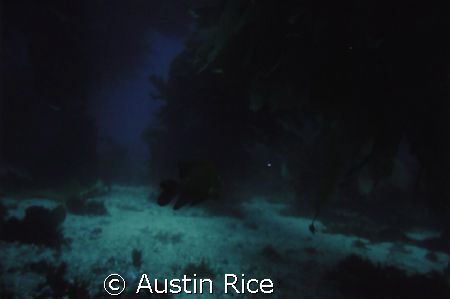 Adult Garabaldi cruising around in the giant kelp forest.... by Austin Rice 